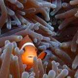 Anemonefish Forever – Protecting Marine Diversity and Reproducing Declining Populations