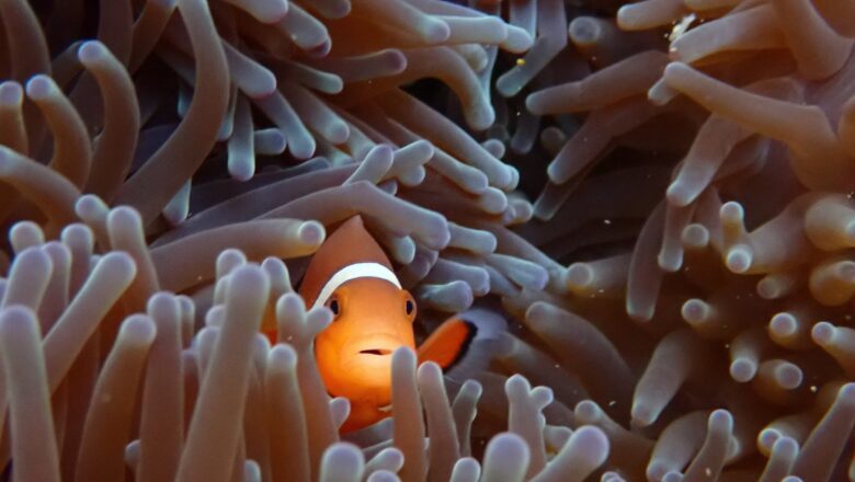 Anemonefish Forever – Protecting Marine Diversity and Reproducing Declining Populations